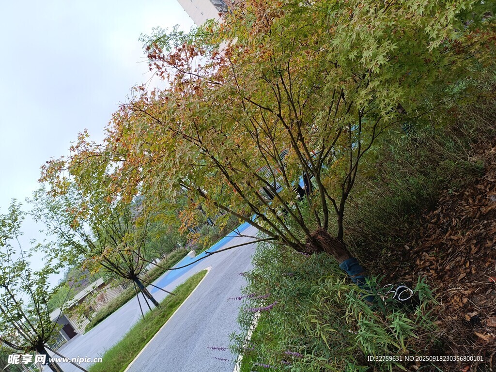 秋日林间小路景色
