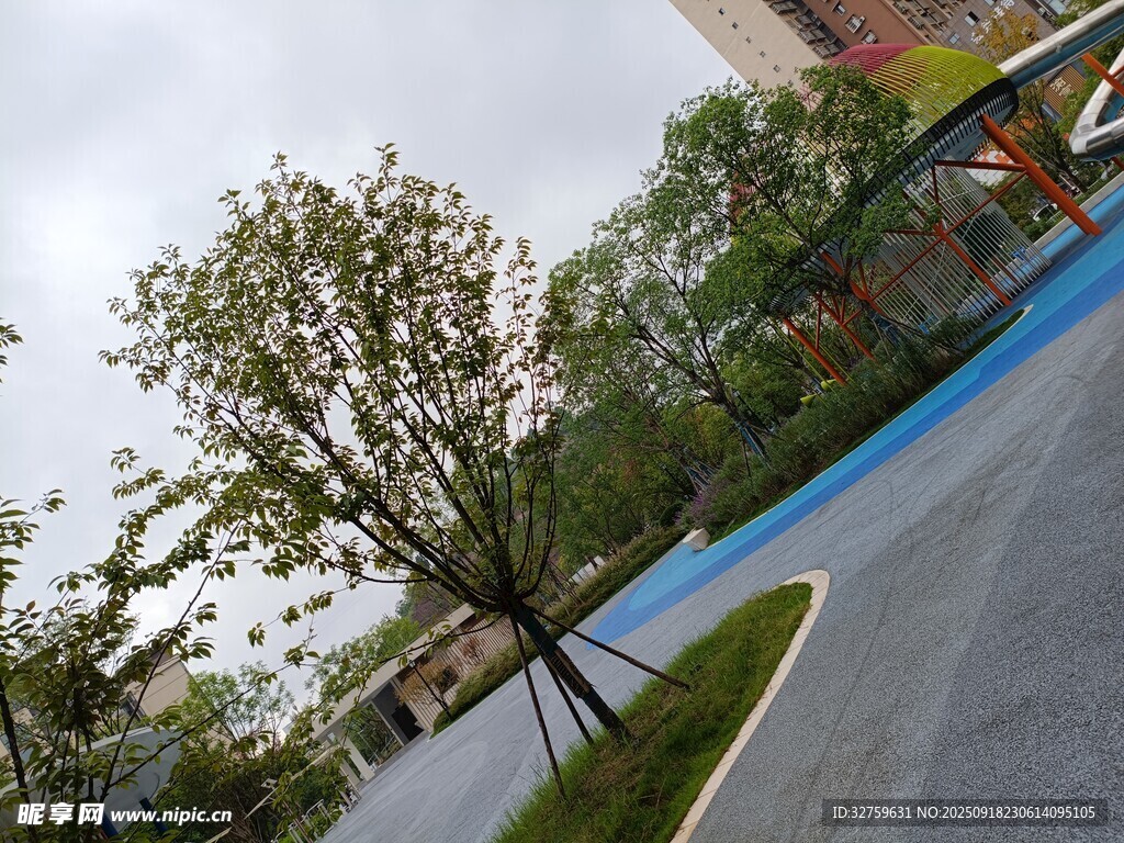 校园一角的绿树与道路