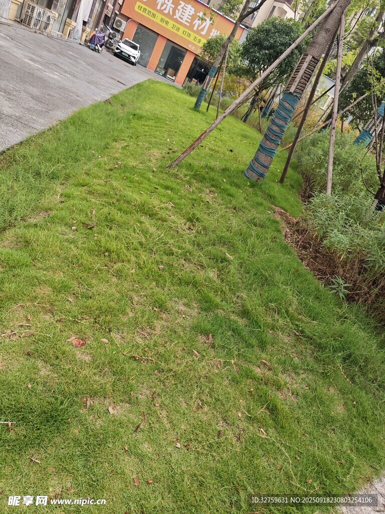 路边翠绿草坪景色