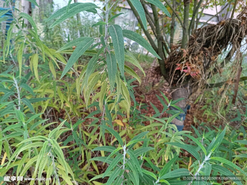 茂密丛林中的多样植物