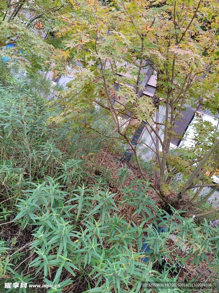繁茂绿植景观