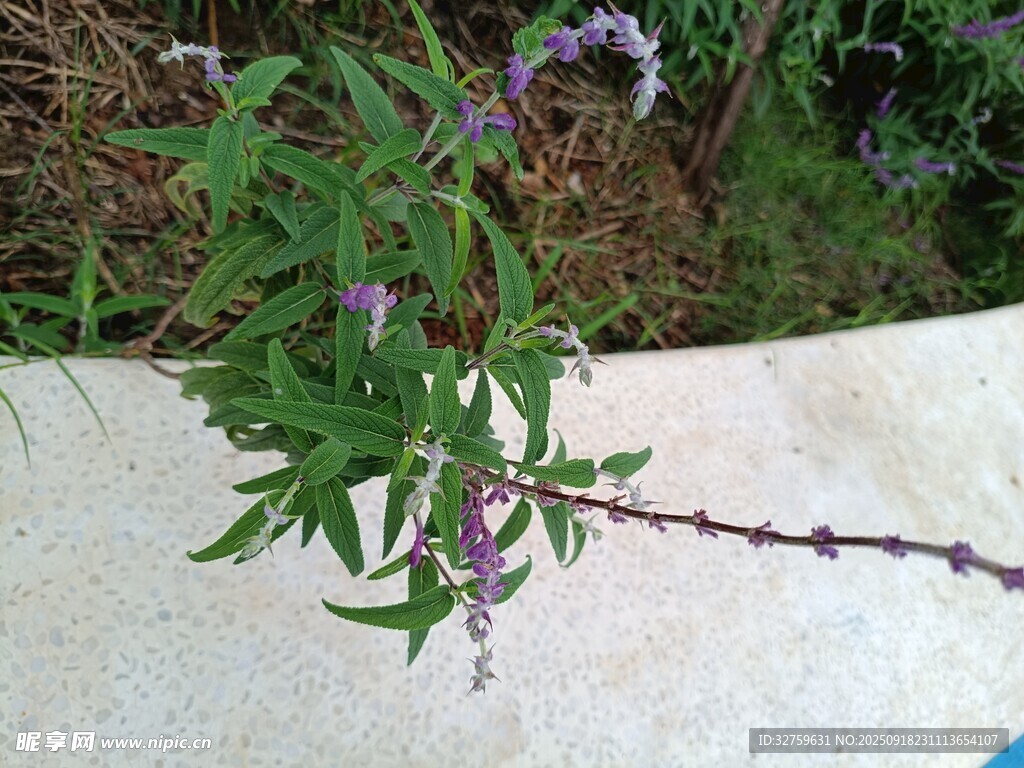 紫色小花植物特写