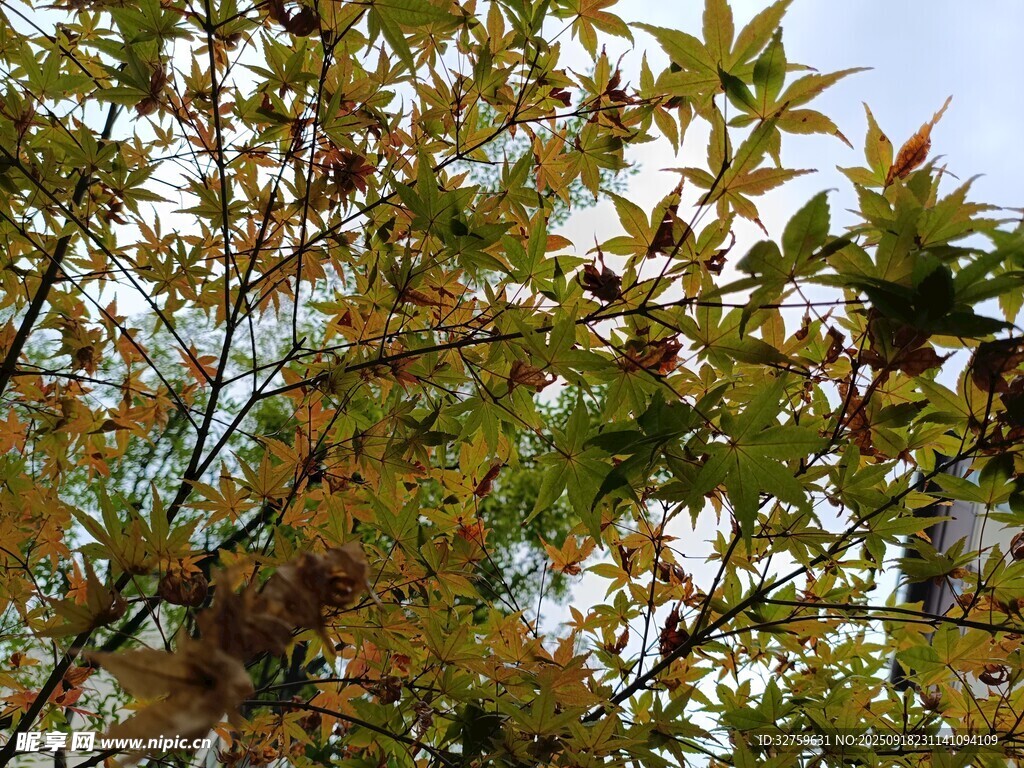 秋日枝头多彩树叶
