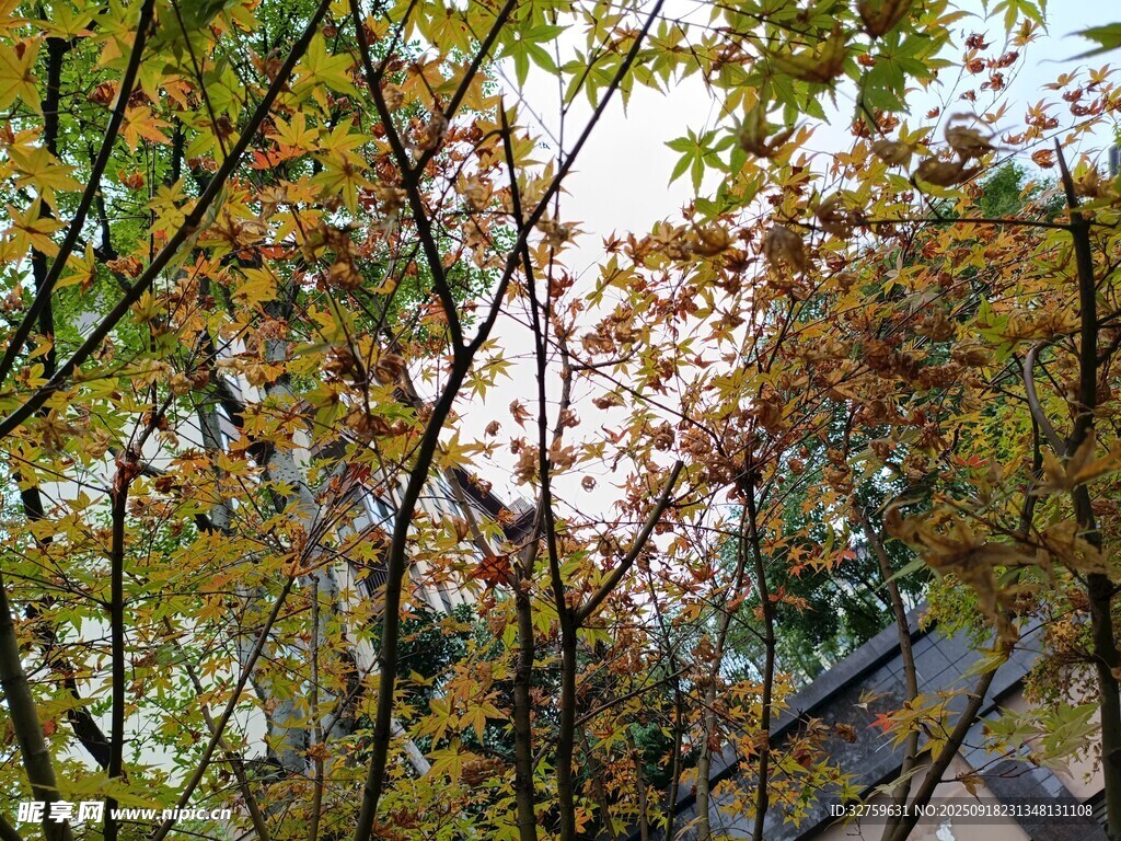 秋日林间树梢景色