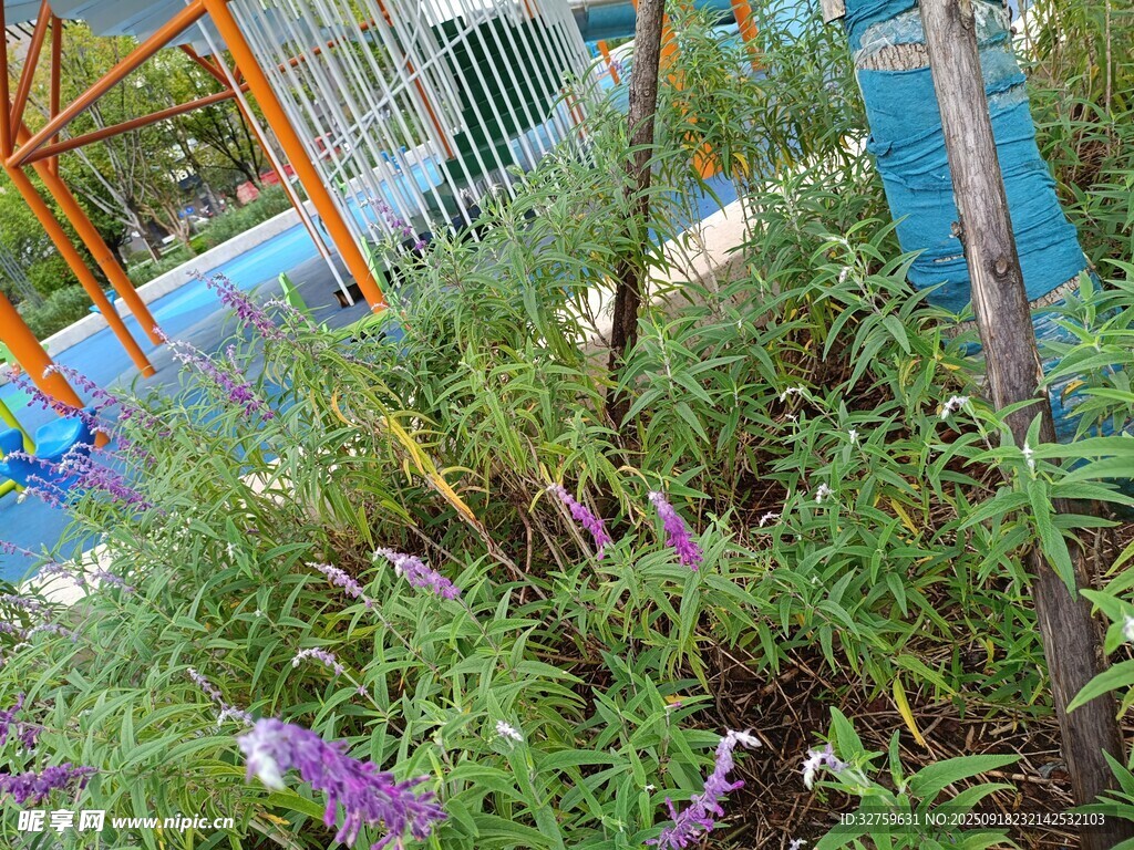 花园中的多彩植物景观