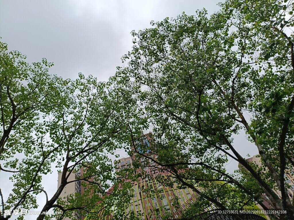绿树掩映下的建筑一角