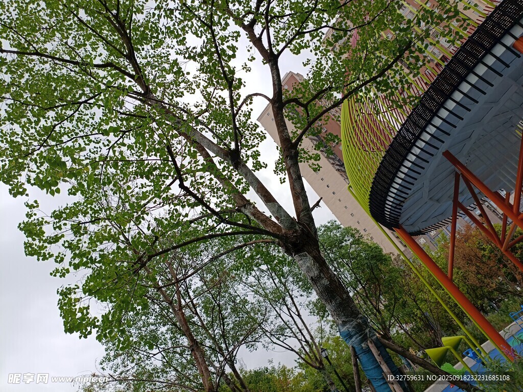 庭院绿树与建筑一角