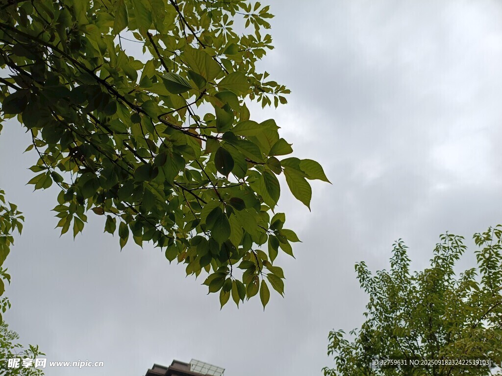 绿叶映灰天的自然景致