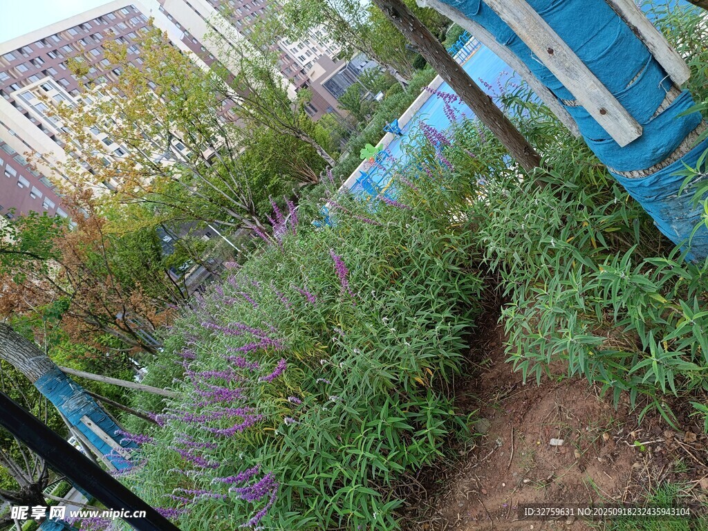 户外绿植景观一角