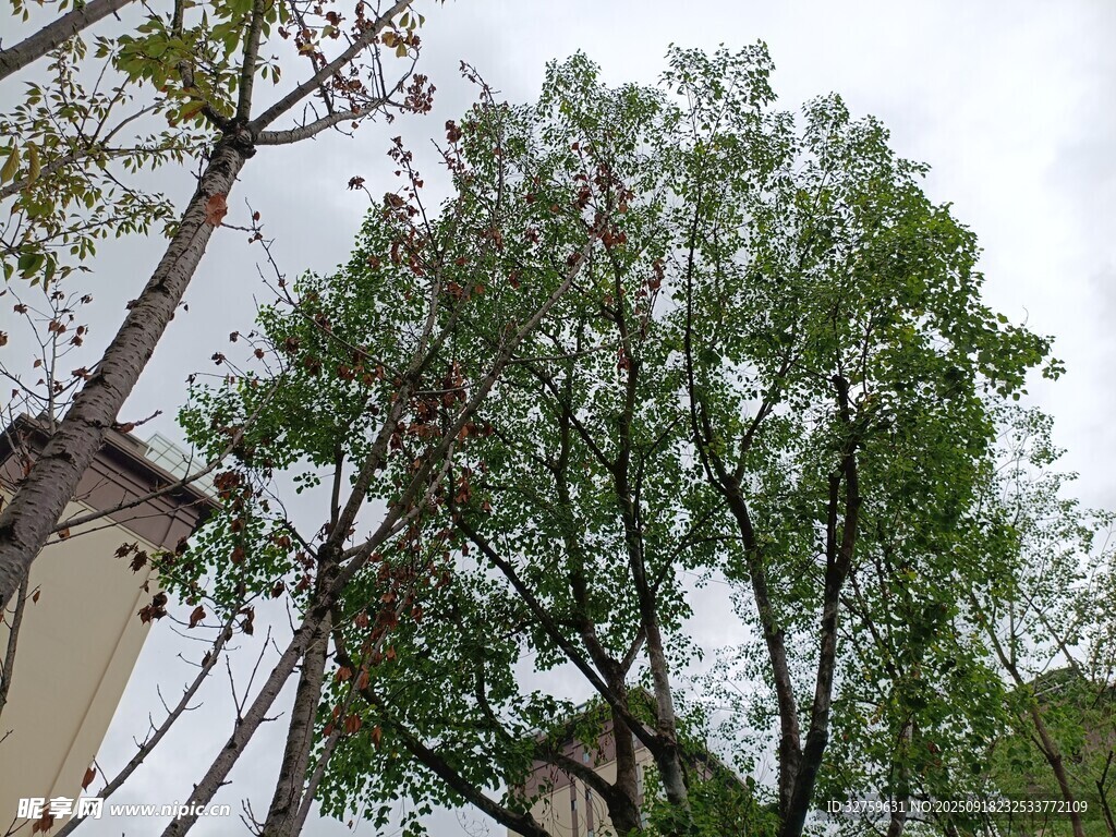 户外繁茂绿树景象