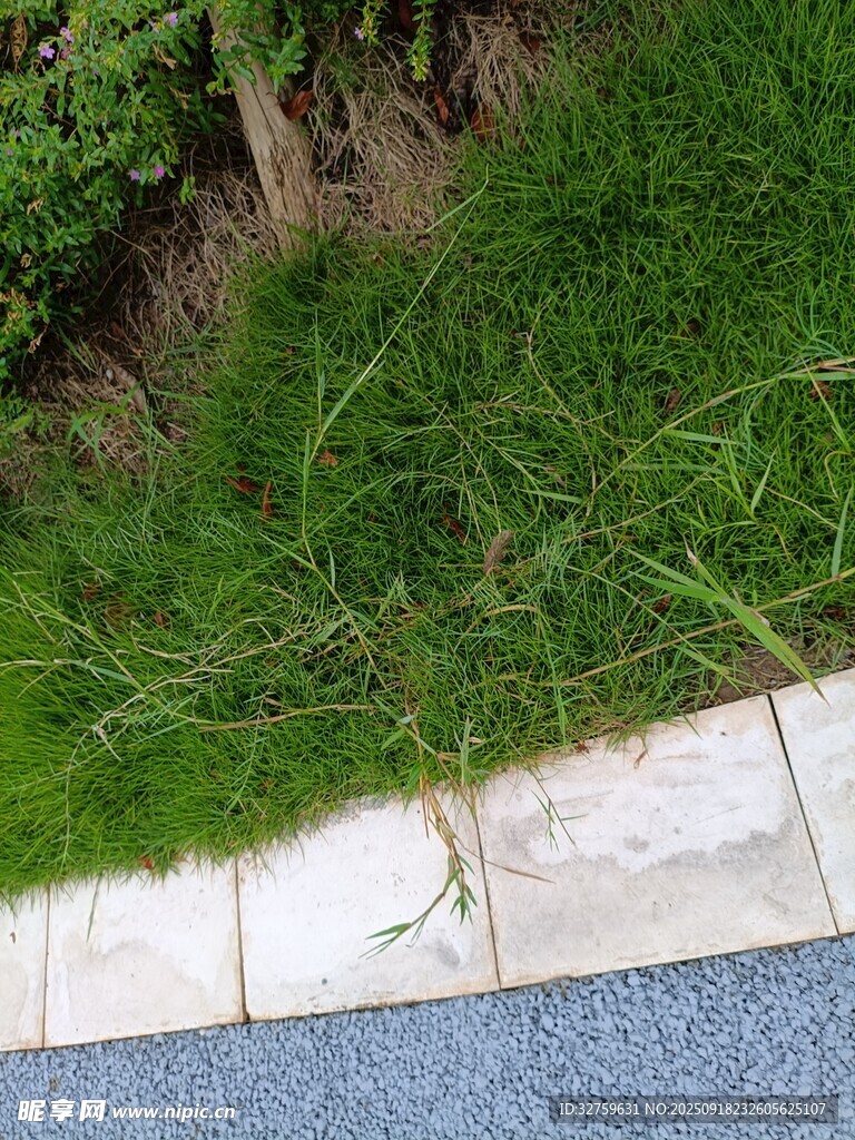路边嫩绿小草