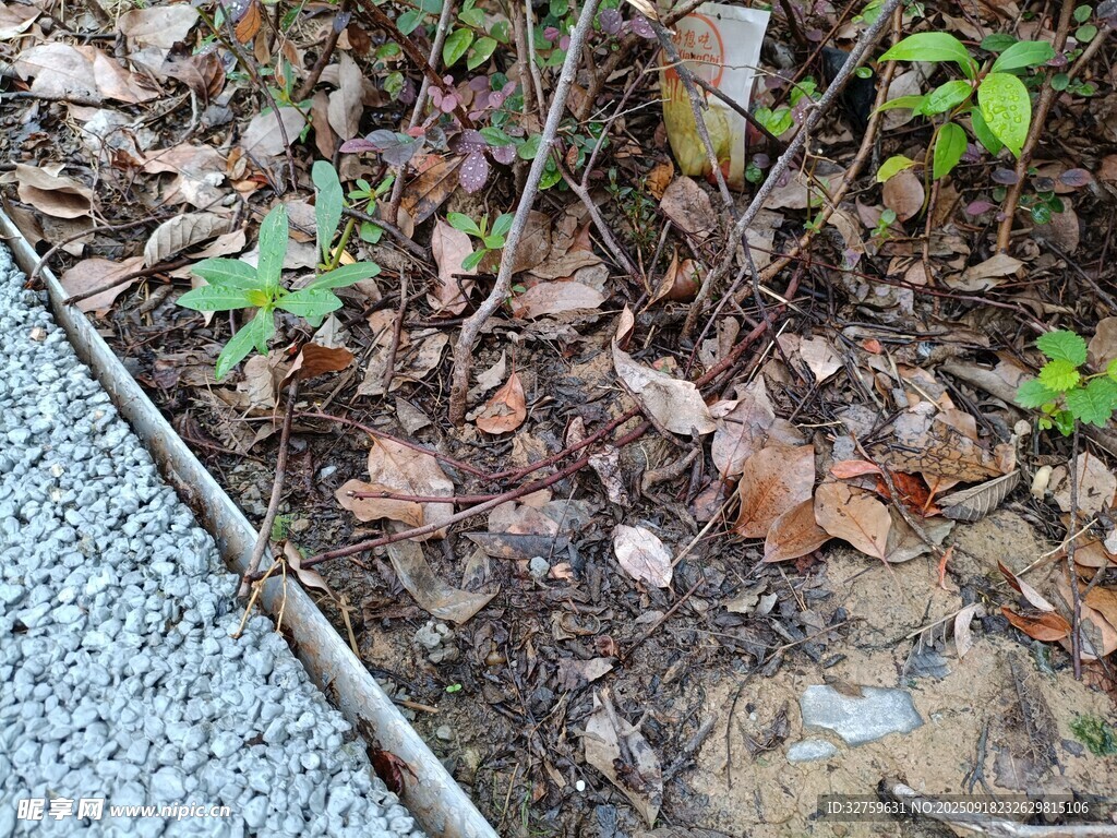 路边落叶与新生绿植