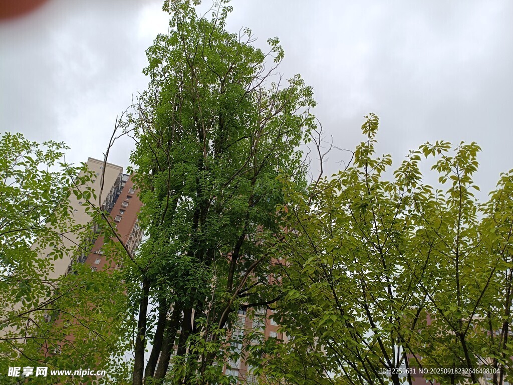 绿树挺立 