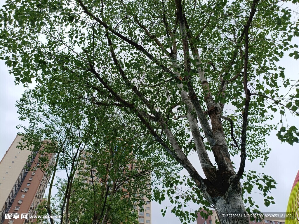 绿叶繁茂的街边树木