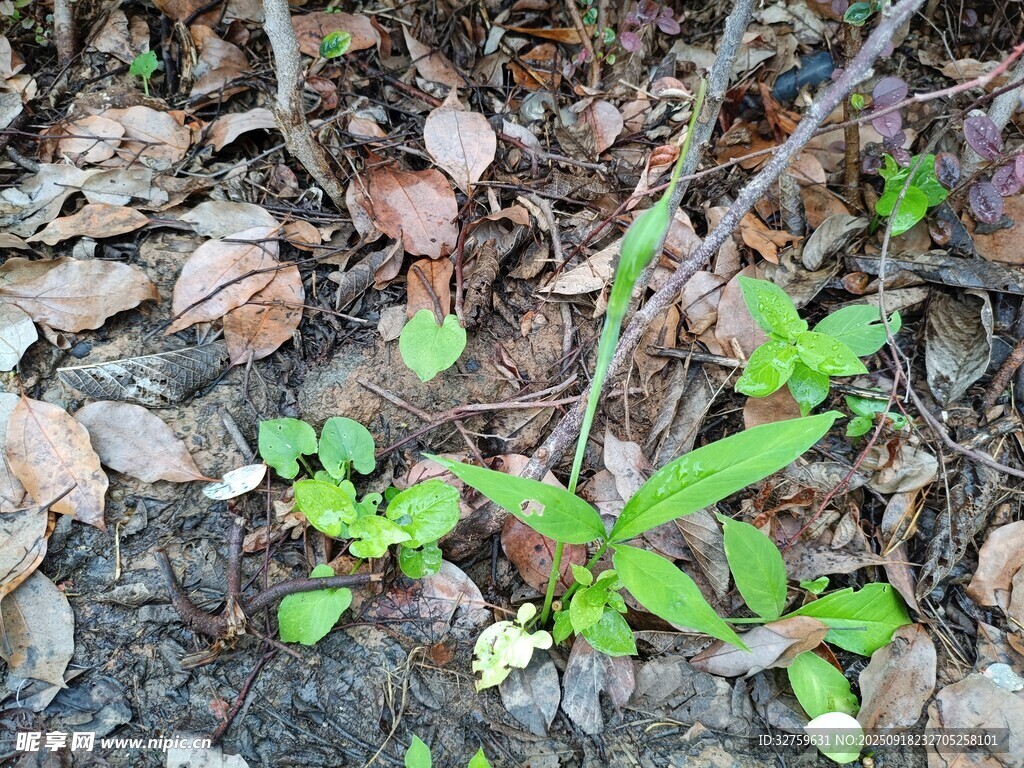 地面生长的嫩绿植物