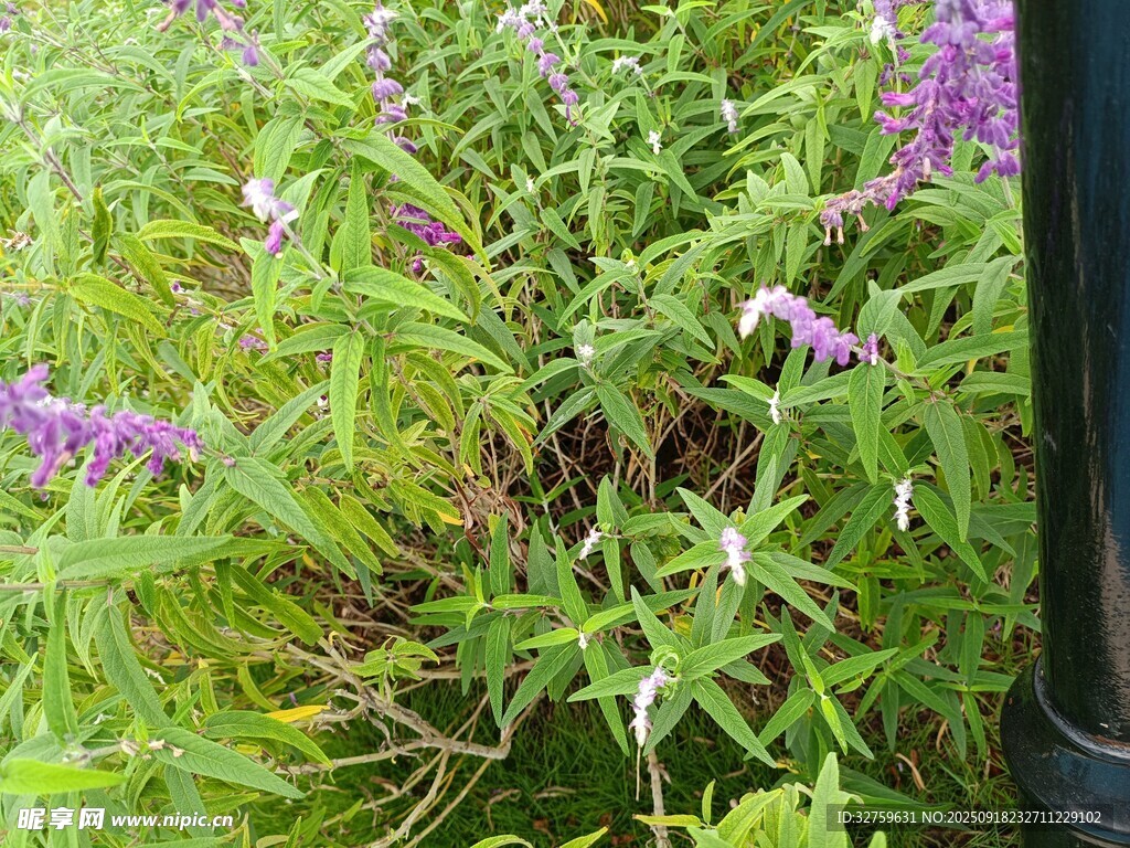 紫色花丛中的绿色植物