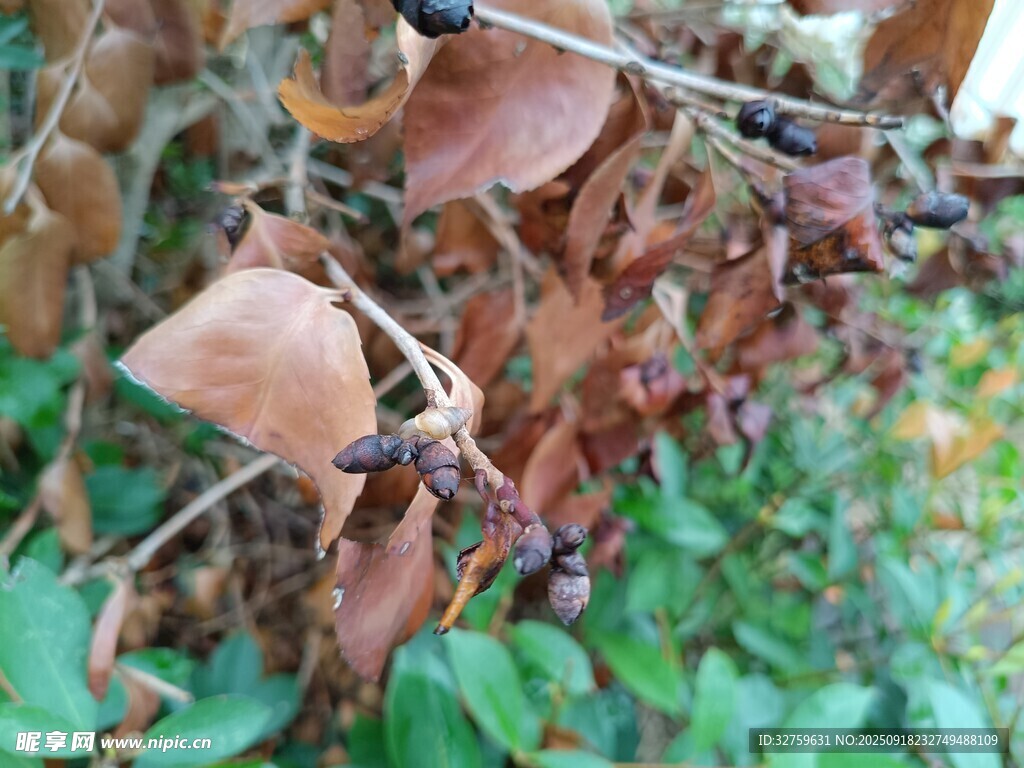 枯叶间的黑色小昆虫