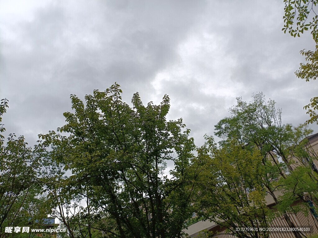 阴天树林景象