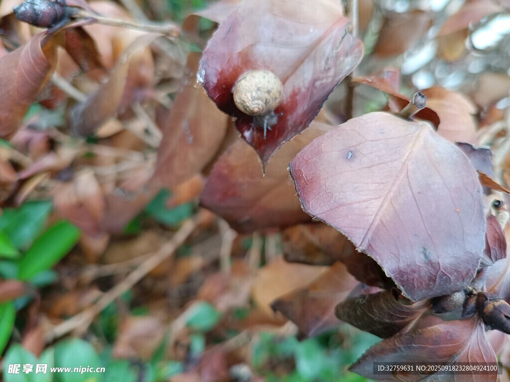 奇特菌类生长于枯叶间