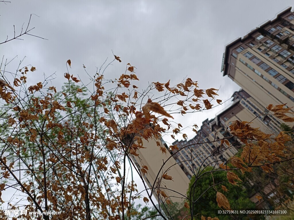 秋日楼旁枝叶景致