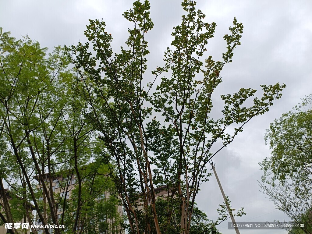绿树成荫的自然景象
