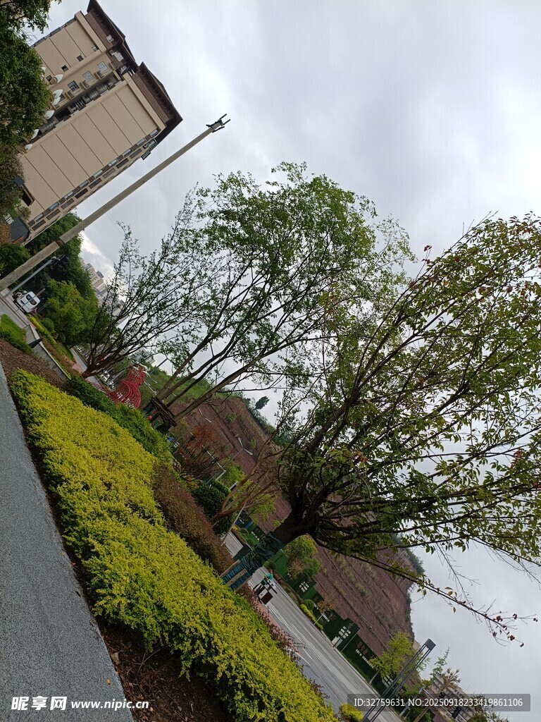 街道旁绿意盎然的树木景观
