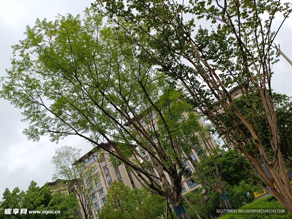 绿树掩映下的古老建筑