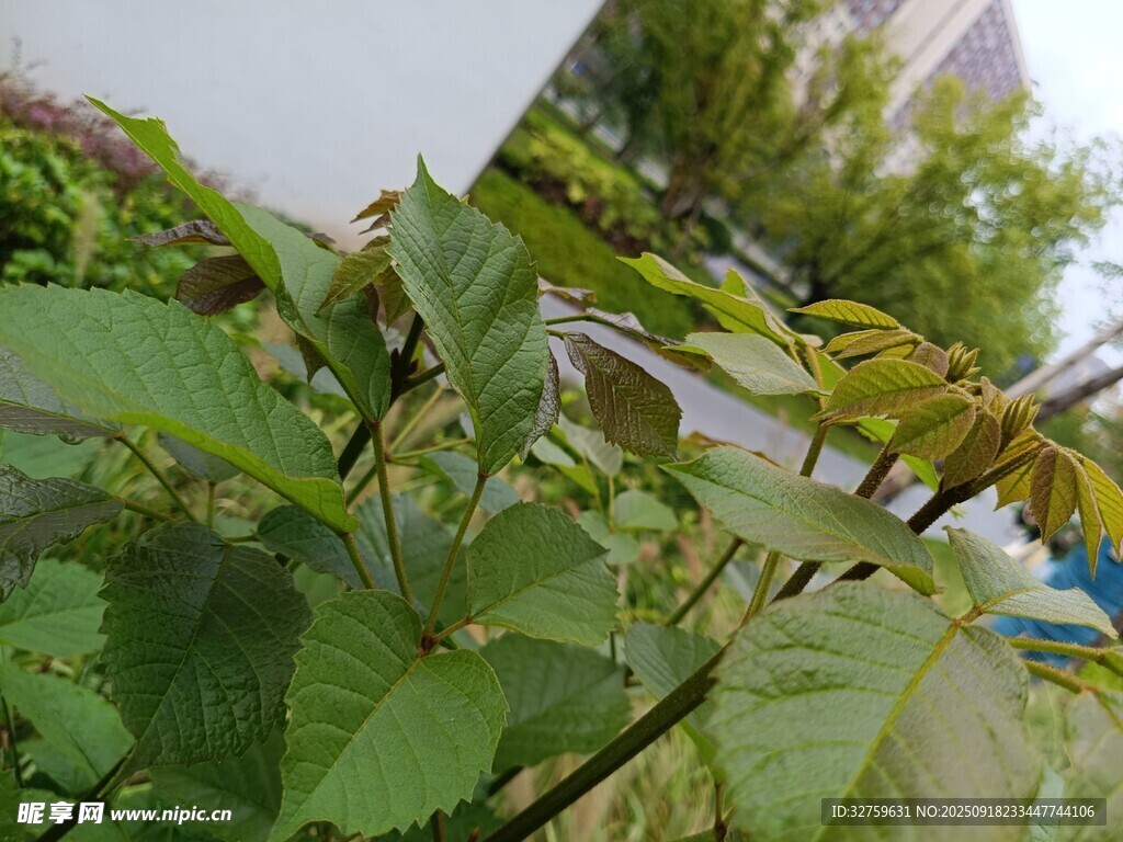绿叶植物特写