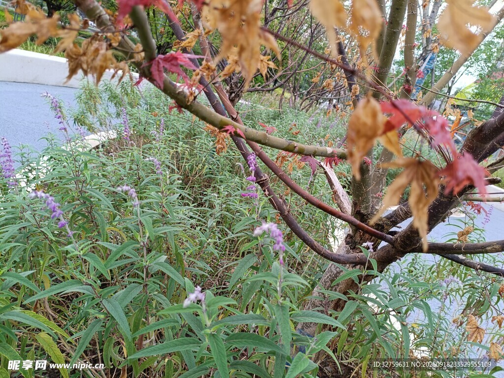 秋日枝头多彩树叶景观