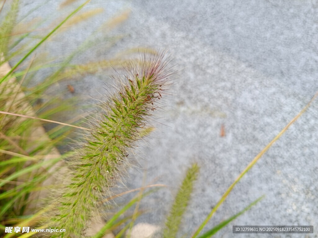 路边狗尾草特写