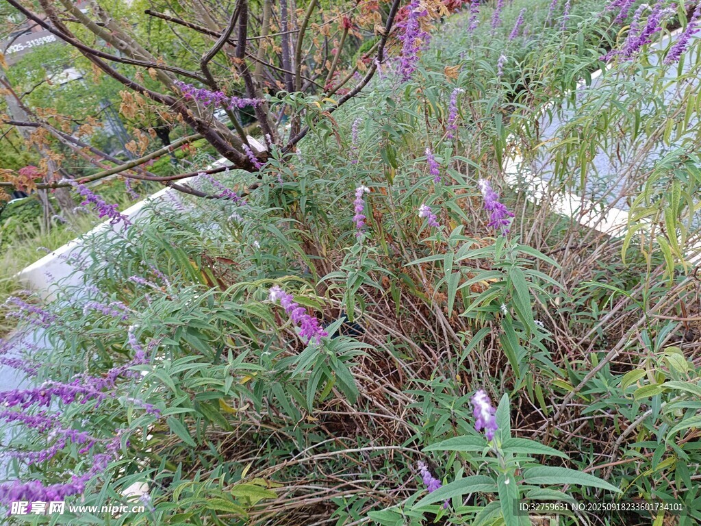 繁茂绿植中的紫色花卉