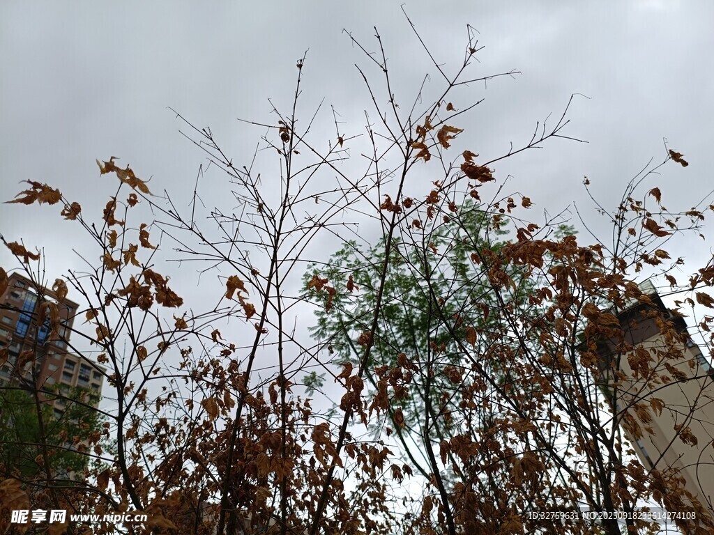 枯枝残叶的萧瑟景象