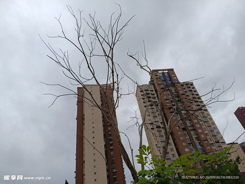 高楼旁枯树立于阴天下