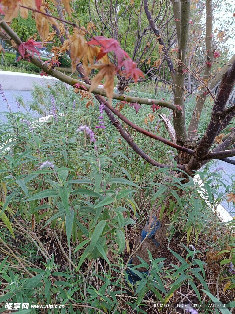 秋日林间植物景致