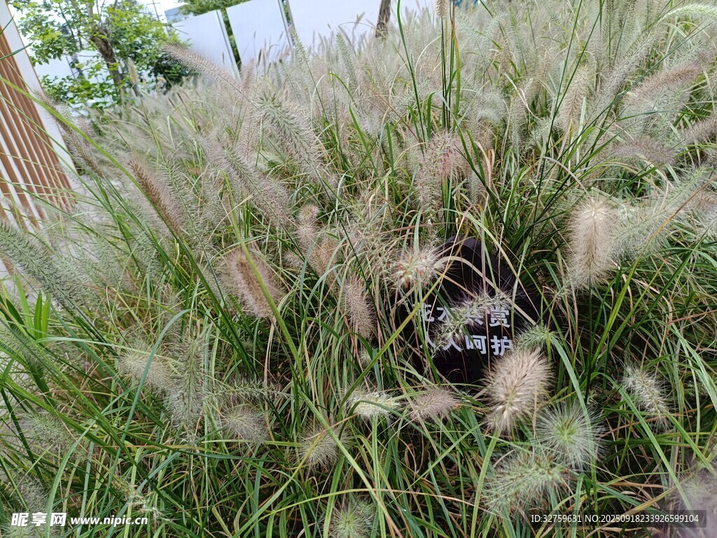 草丛中的可爱猫咪