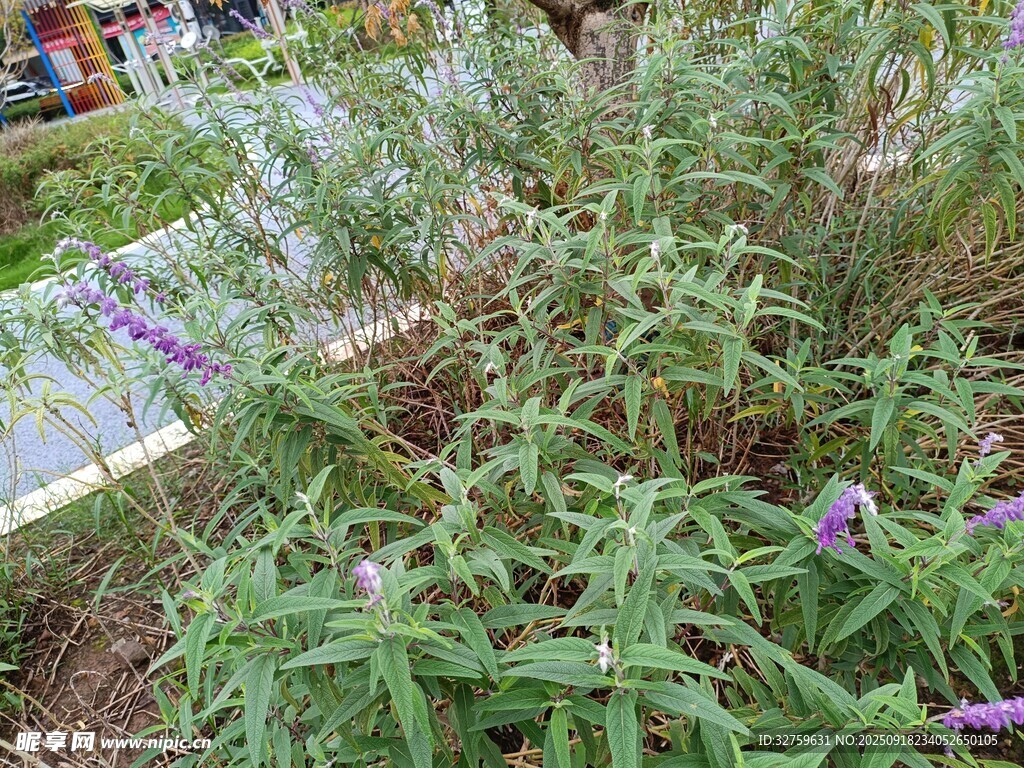 绿叶丛中的紫色小花