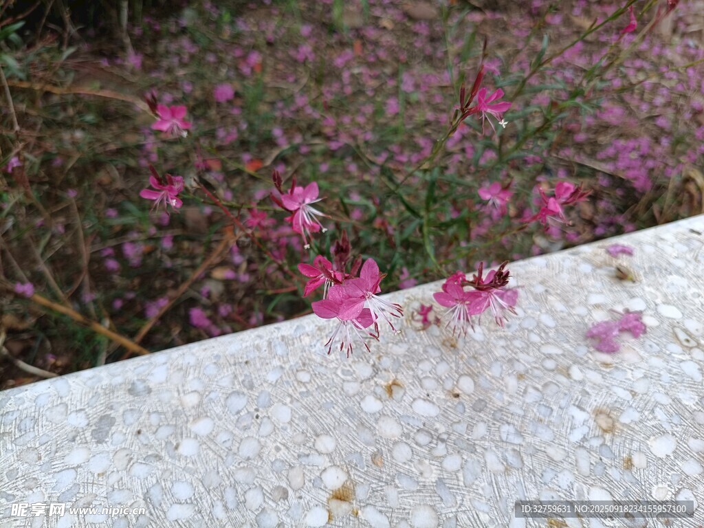粉色小花绽放于石边