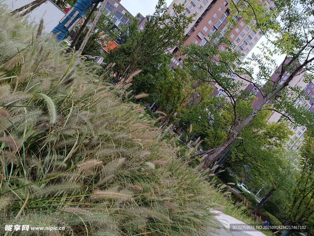 城市中摇曳的观赏草景观