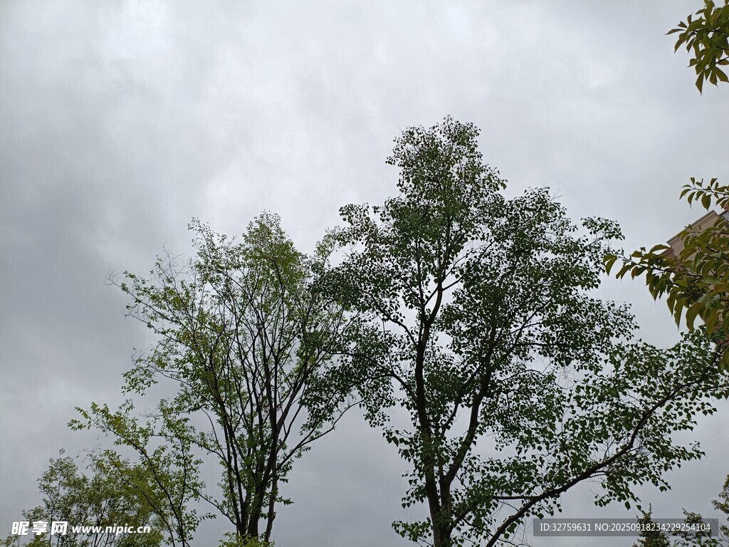 阴天里的茂盛树木