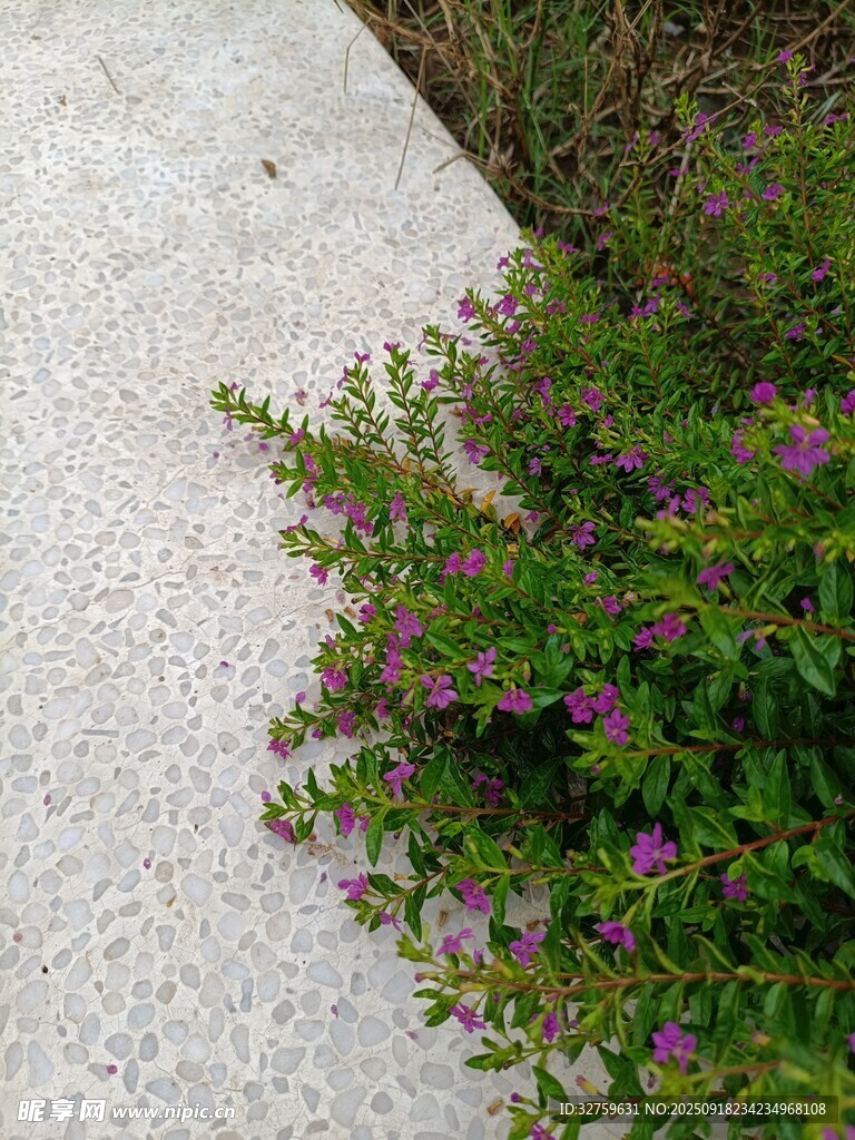 路边绽放的紫色小花