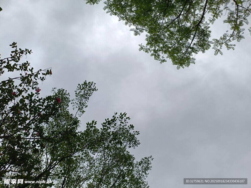仰视绿树与灰蒙天空
