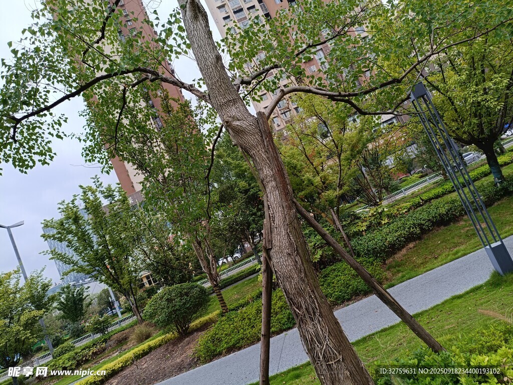 公园中倾斜树木与周边景致