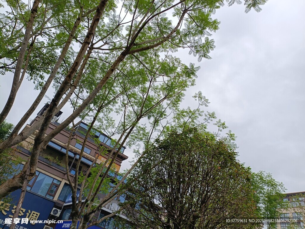 春日街边绿树与建筑景象