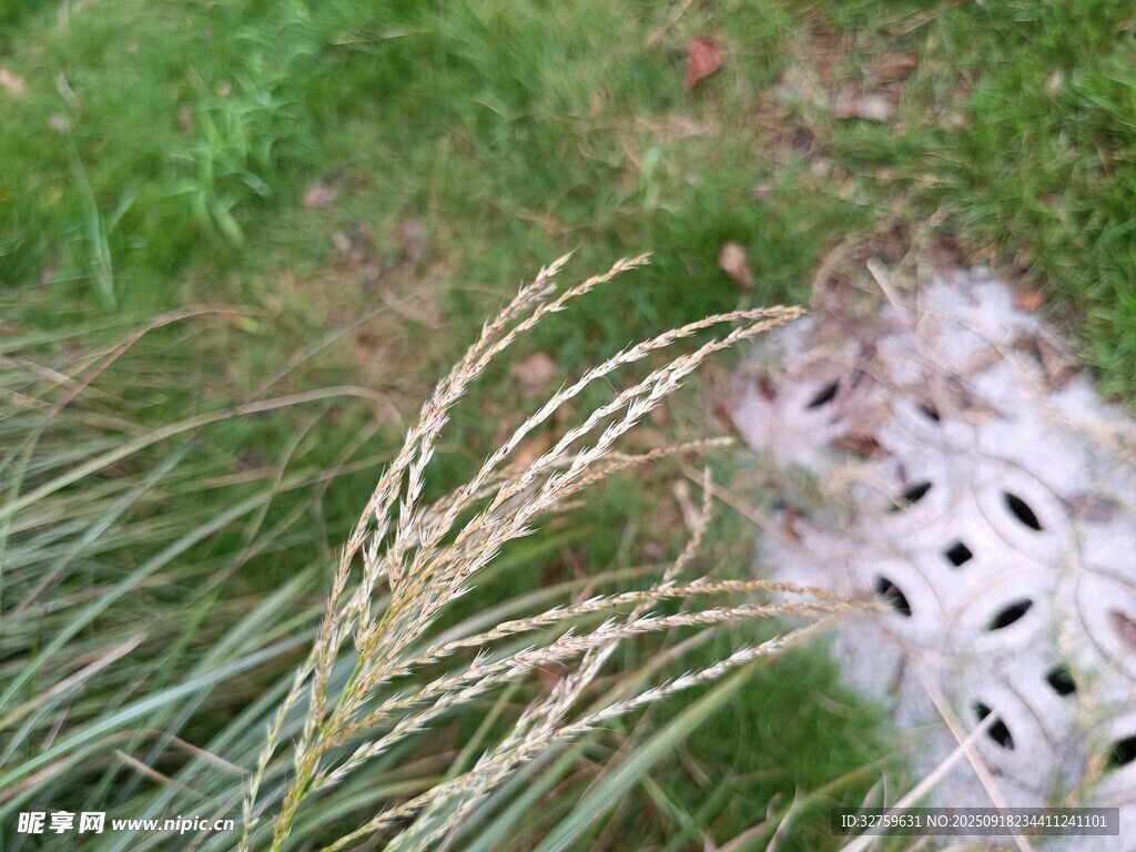 草丛中的孔洞物体