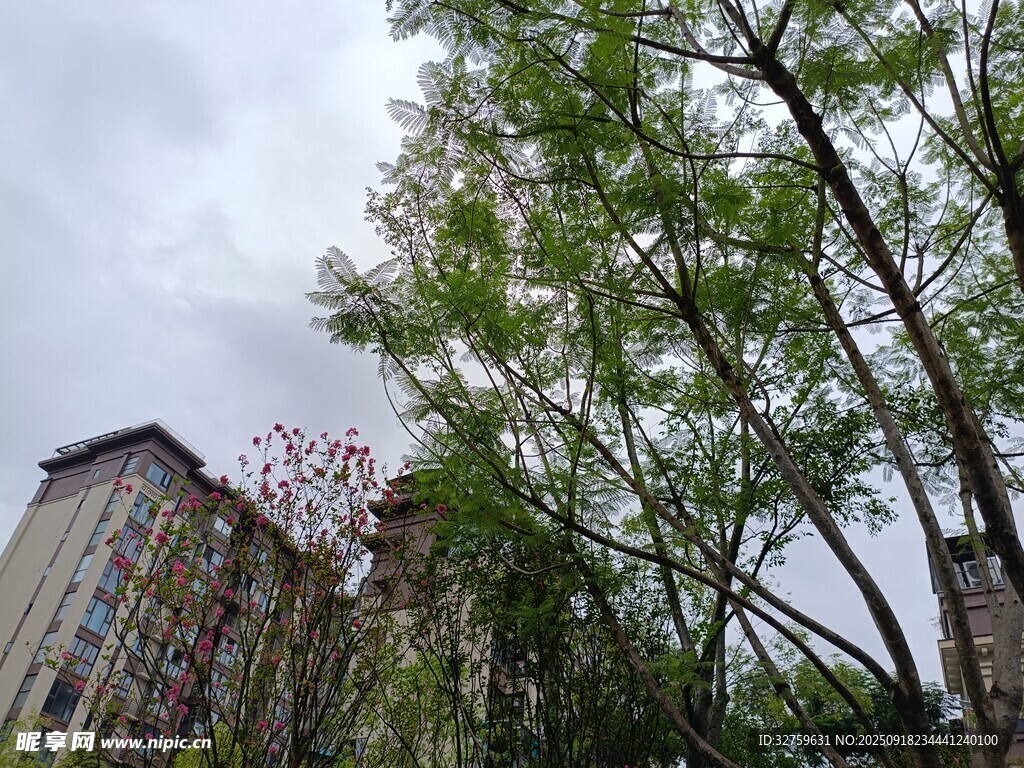 高楼旁的葱郁绿树