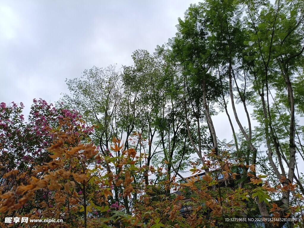 秋日多彩树林景观
