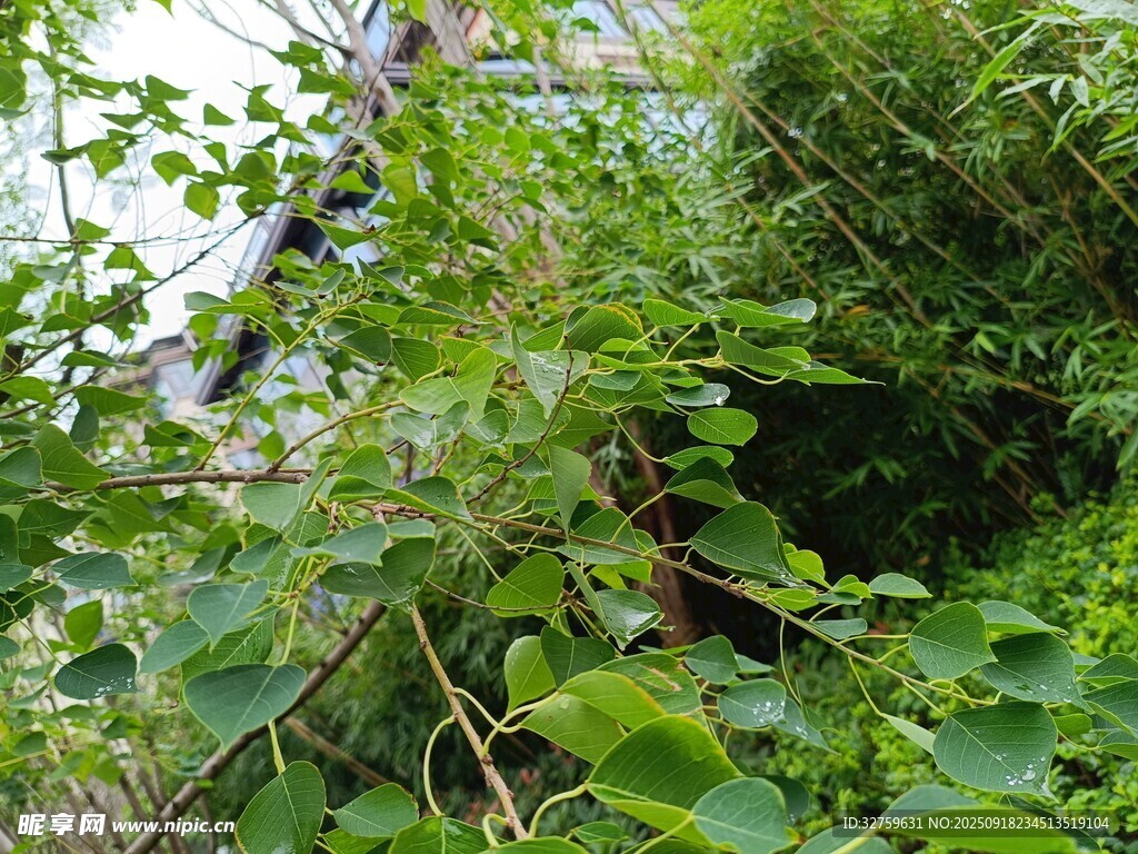 繁茂绿植 