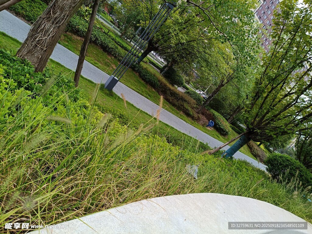 公园小径旁的绿植景观