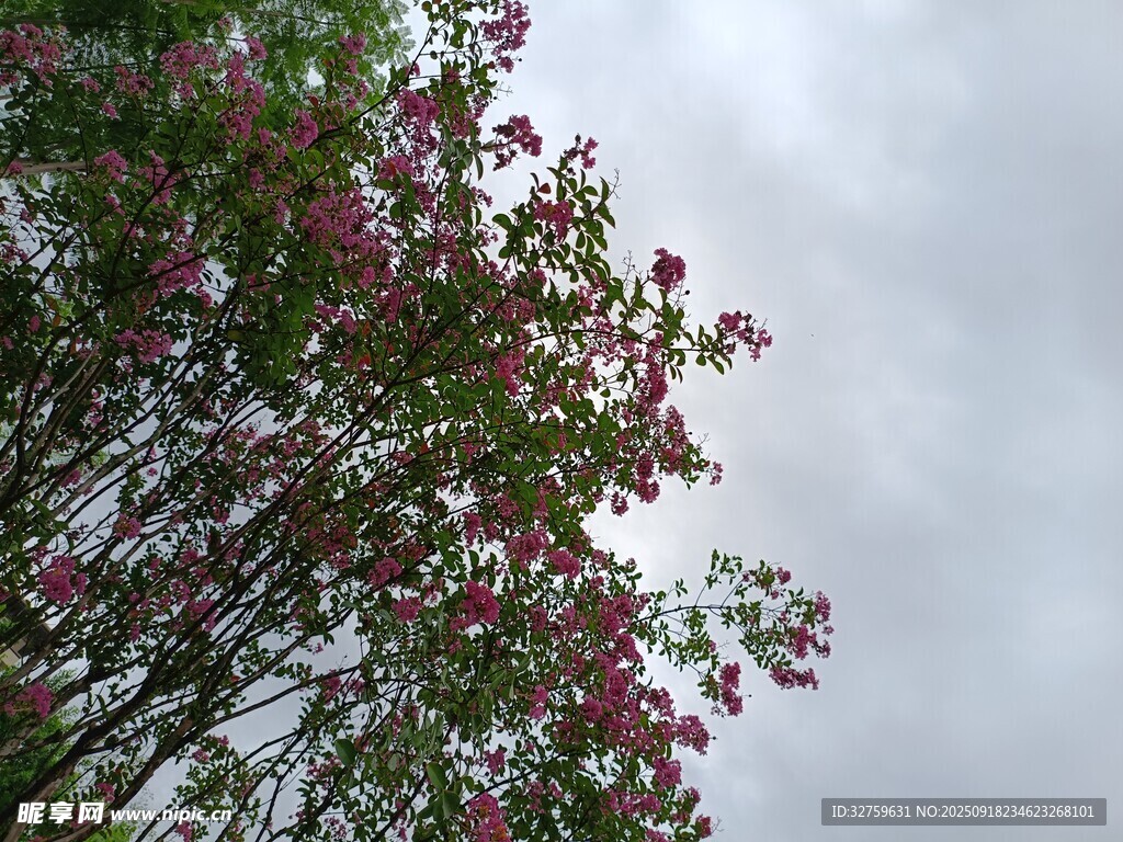 繁花满树映灰蒙天空