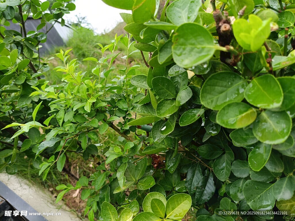 绿叶丛中的多彩昆虫